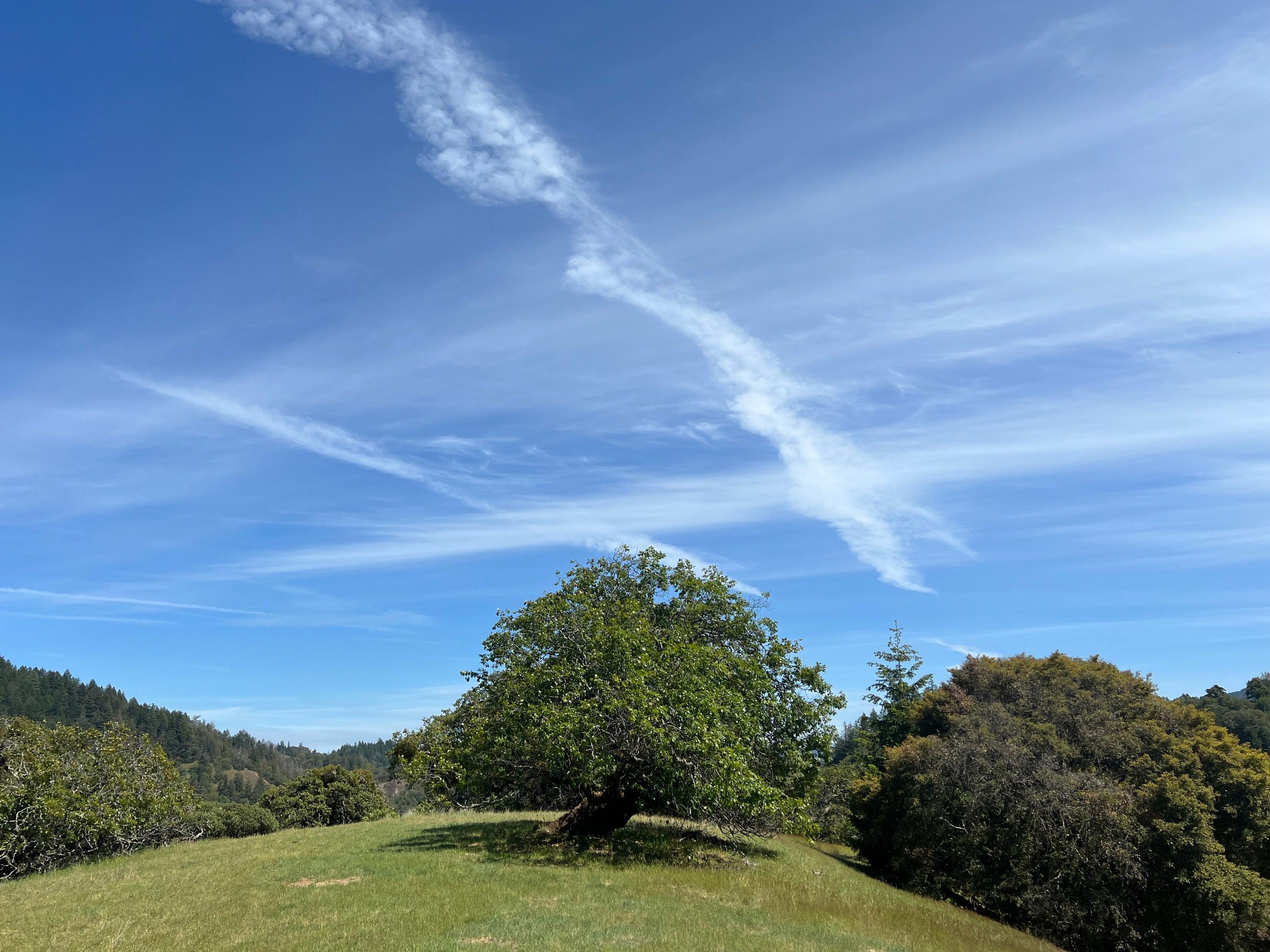 Oaks on a ridge.