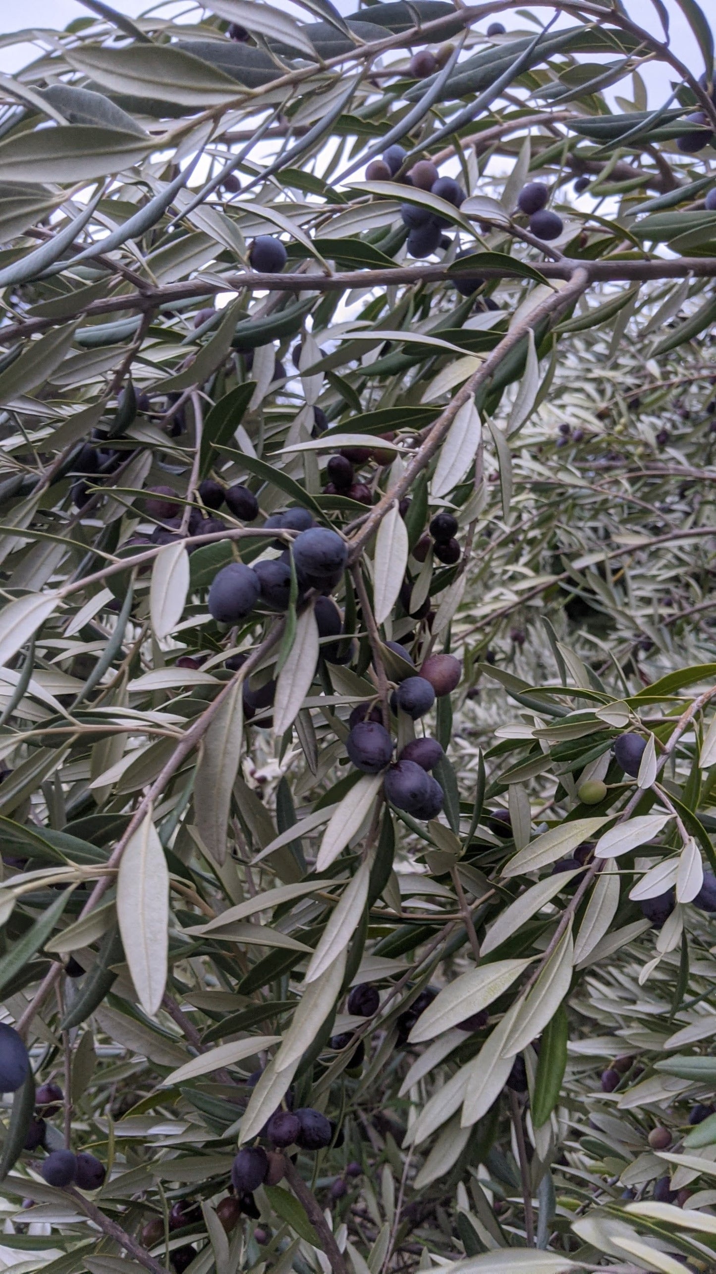 Casa Coneja Olive Oil