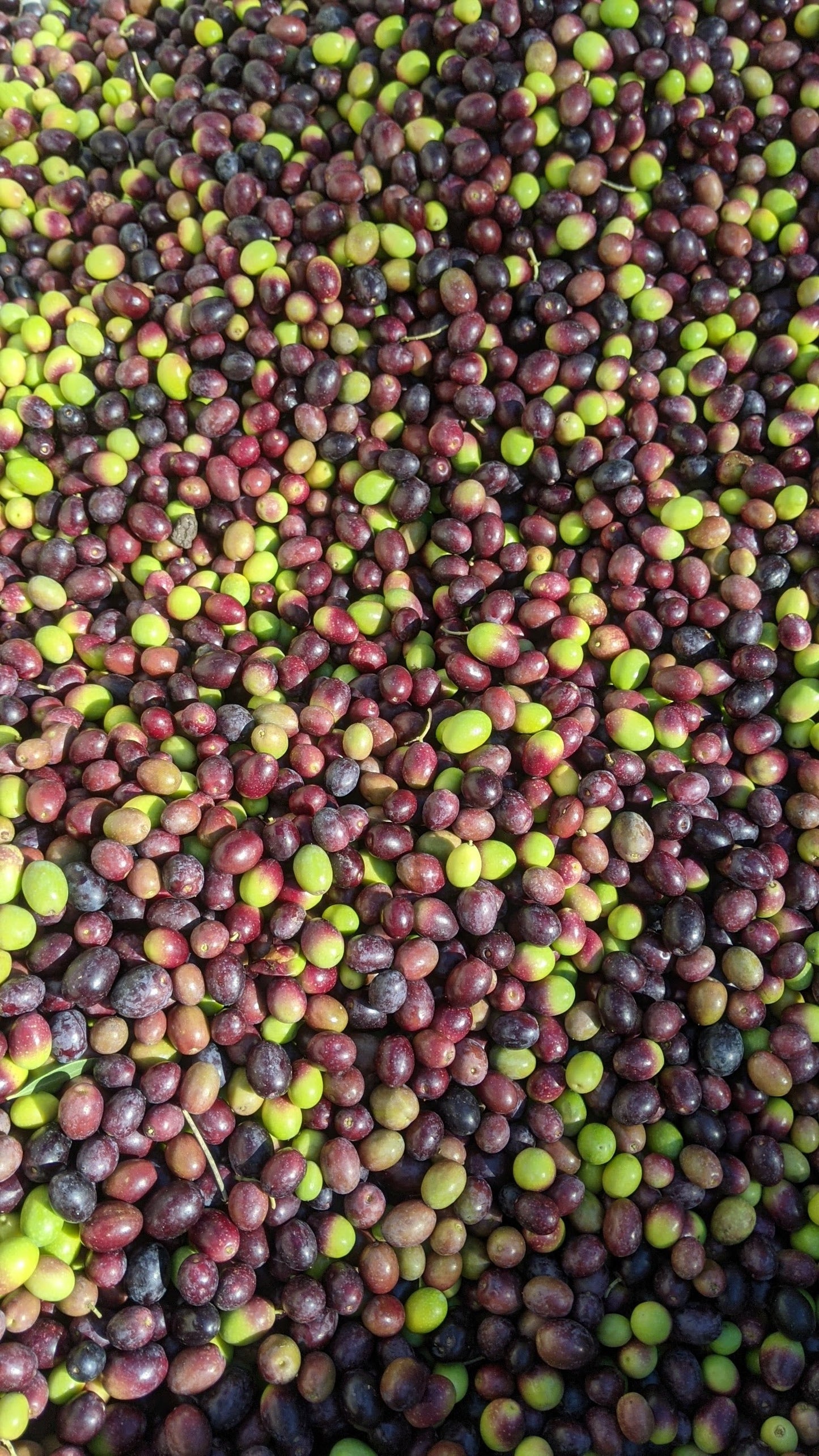 Casa Coneja Olive Oil