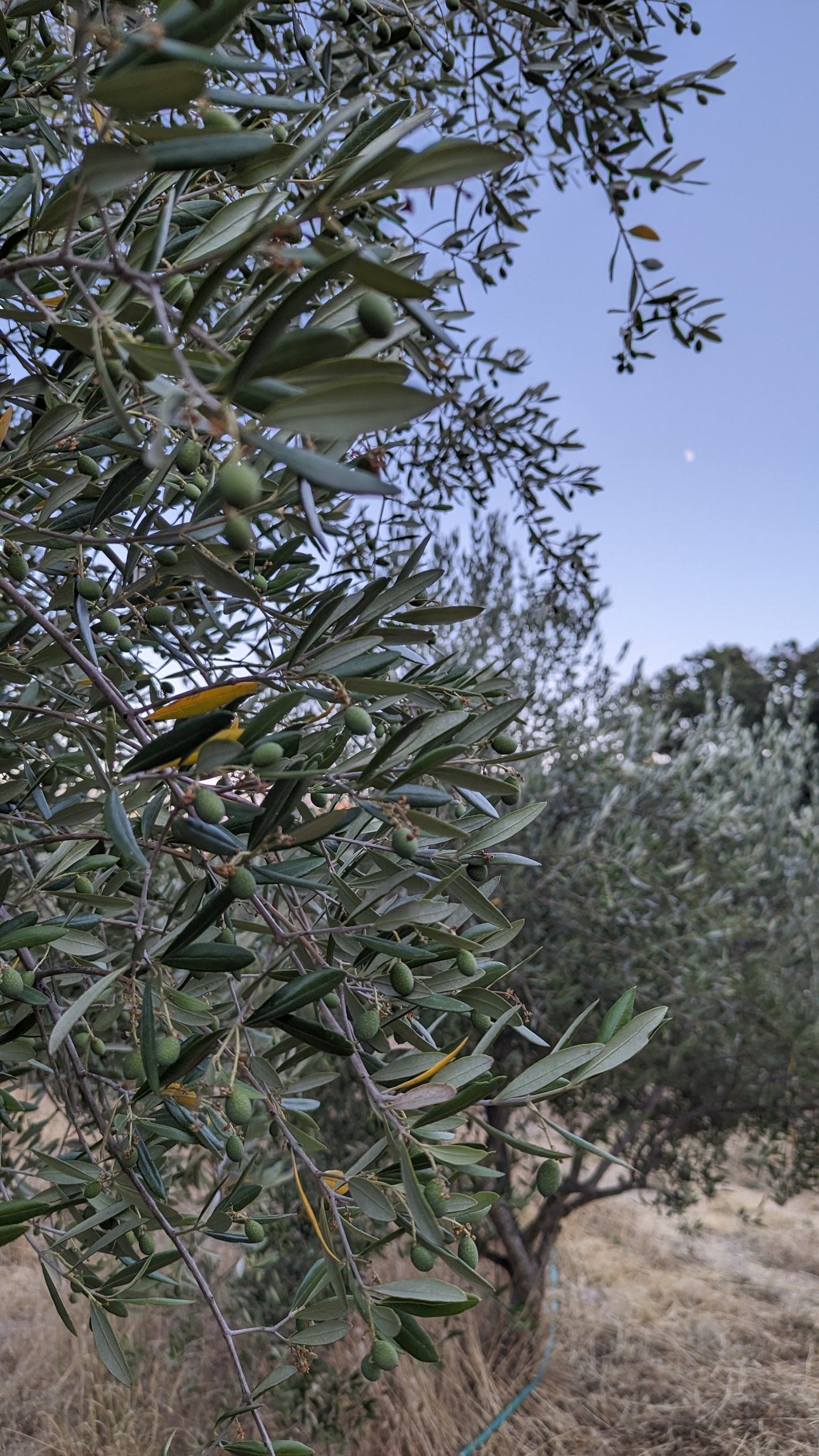 Casa Coneja Olive Oil