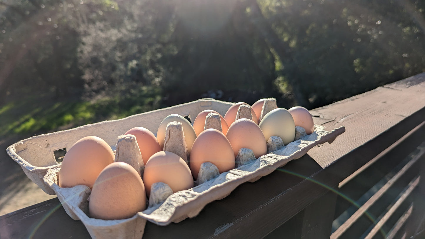 Farm Fresh Eggs