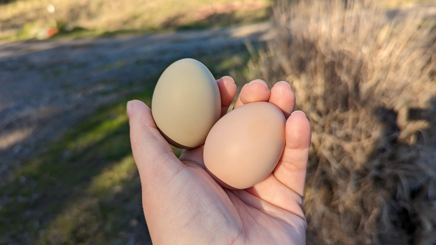 Farm Fresh Eggs