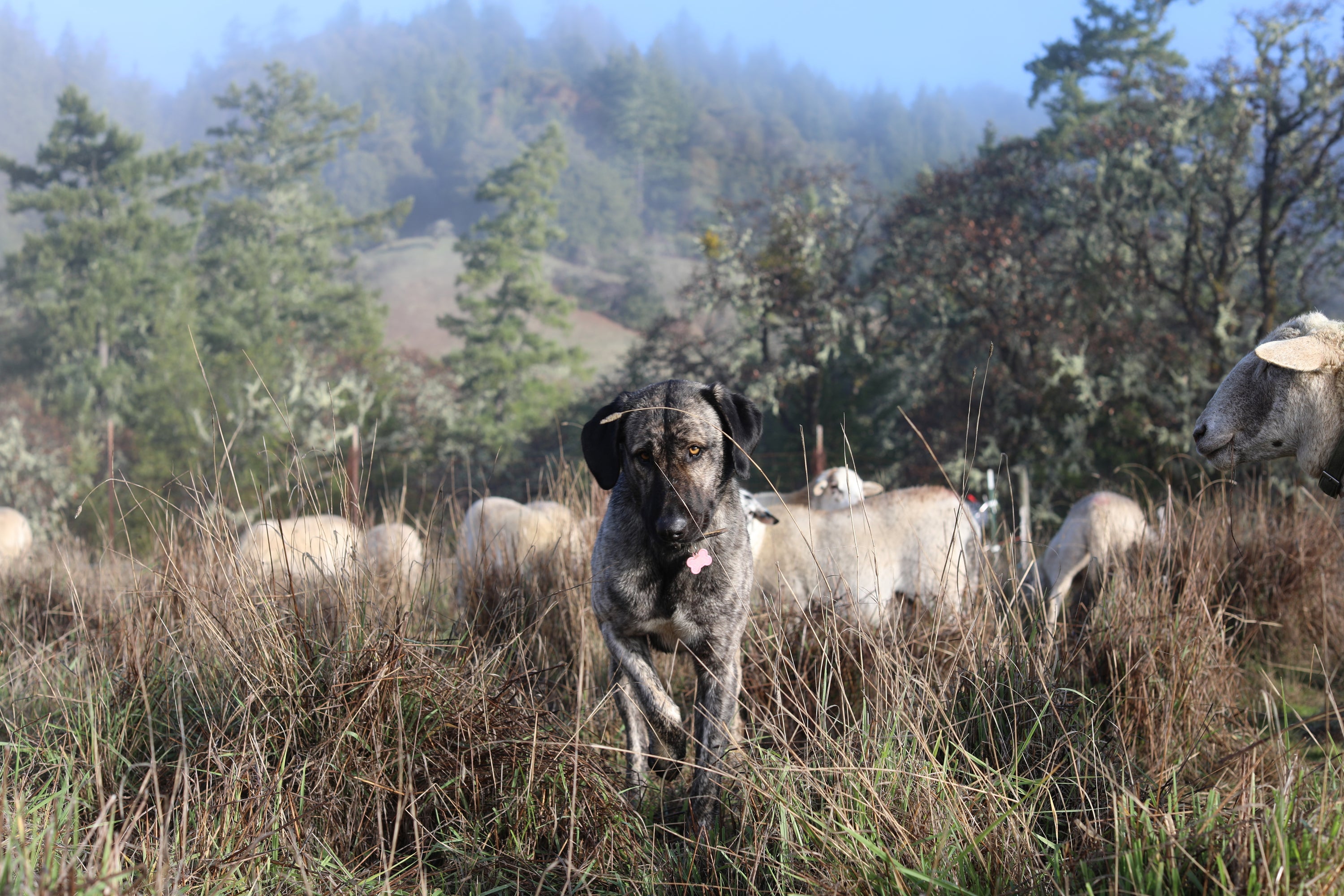 Livestock guardian dog, Zorah, hanging out with her sheep.